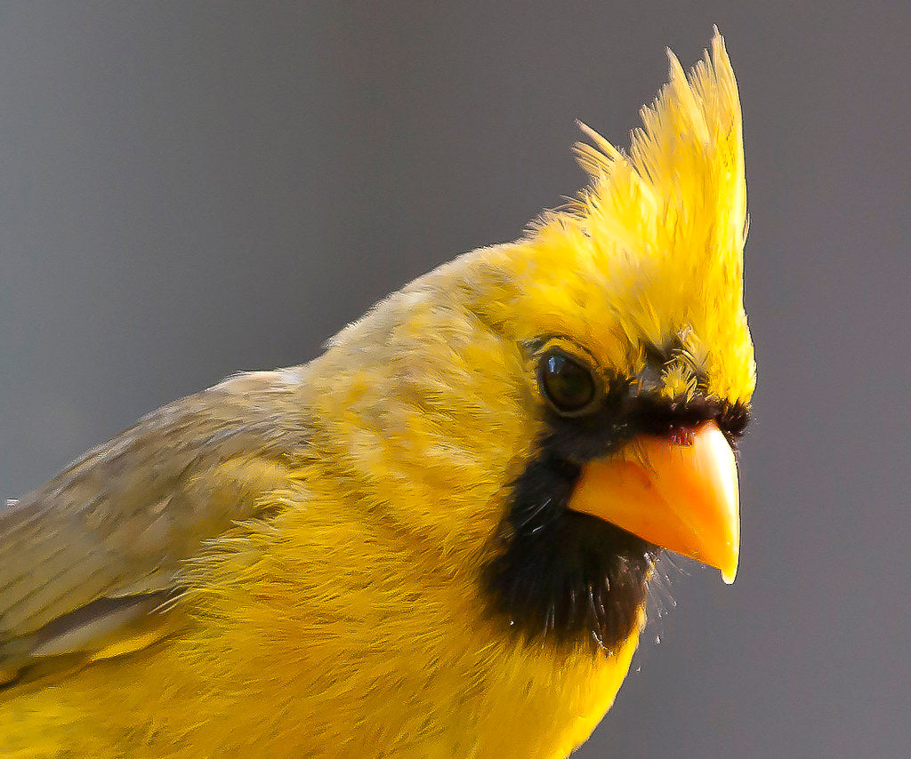 “Yellow Cardinal Muse” Acrylic on Wood Panel